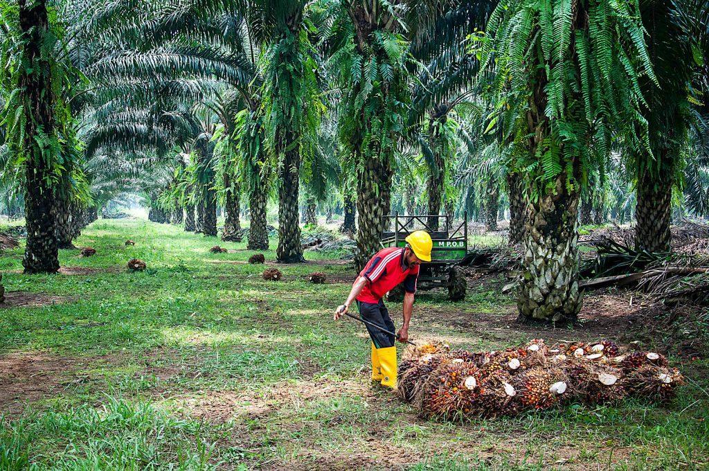 alih daya perkebunan kelapa sawit