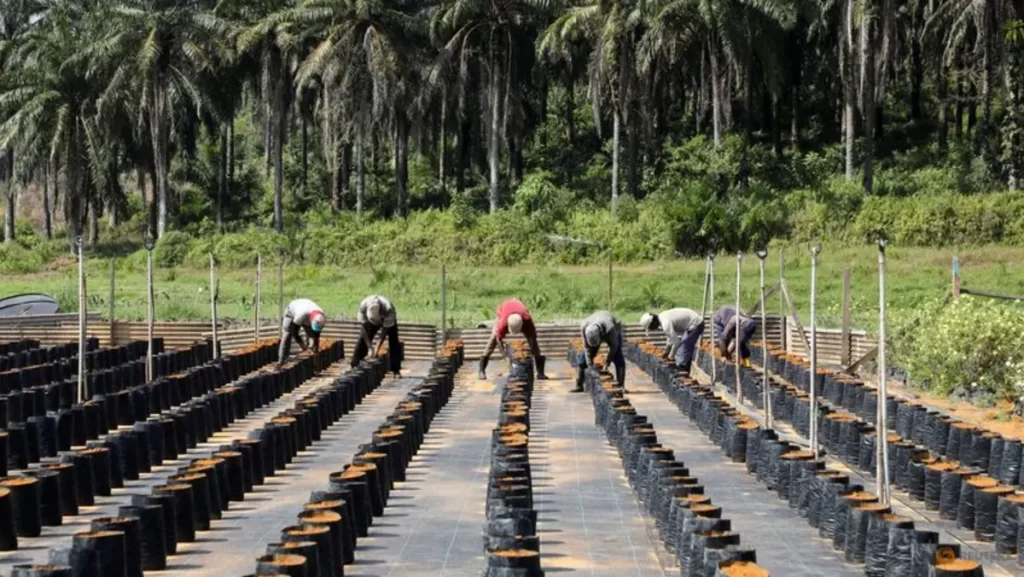 pembibitan kebun kelapa sawit di kalimantan