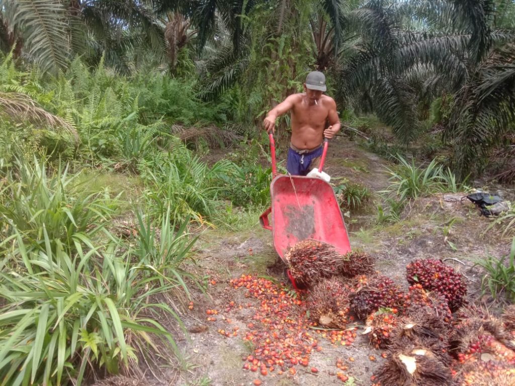 pekerja panen kelapa sawit