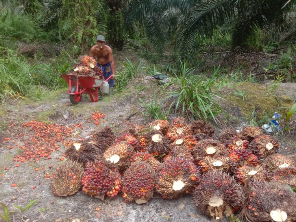 pekerja mengangkut hasil panen kelapa sawit