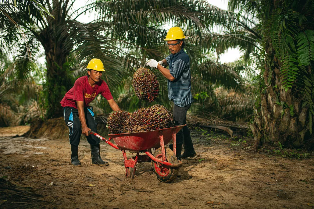 pekerja pemanen perkebunan kelapa sawit kalimantan