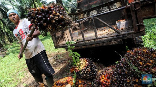 Kesempatan Kerja di Perkebunan Sawit Kalimantan: Gaji Menarik, Fasilitas Lengkap, dan Peluang Masa Depan Lebih Baik